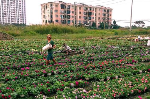 Làng hoa lớn nhất Sài Gòn tất bật vào mùa Tết