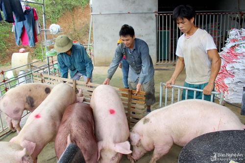 Cận Tết thực phẩm đua nhau tăng giá