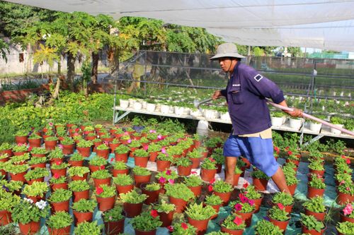 Làng hoa ngoại thành TP.HCM khoe sắc đón xuân
