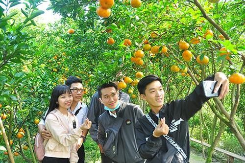 Giới trẻ 'thích thú' chụp ảnh quýt hồng cận tết