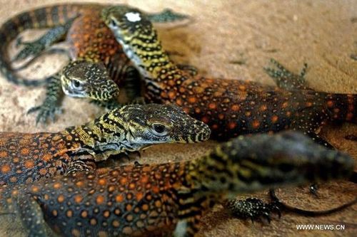 Bảo vệ loài thằn lằn lớn nhất thế giới, Indonesia đóng cửa đảo Komodo