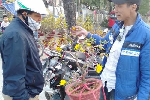 Người dân Thủ đô thích thú ngắm mai vàng khoe sắc trên phố