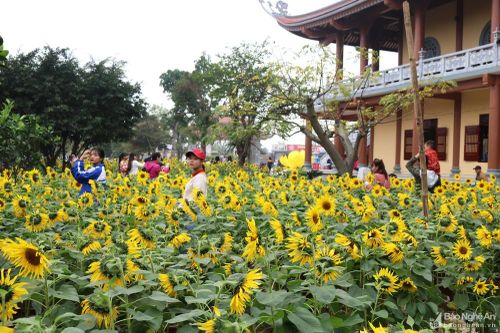 Tuyệt đẹp vườn hoa hướng dương rực rỡ đón Tết ở chùa Cổ Am
