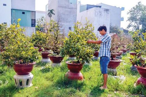 Kiếm tiền lai rai nhờ trồng mai Tết