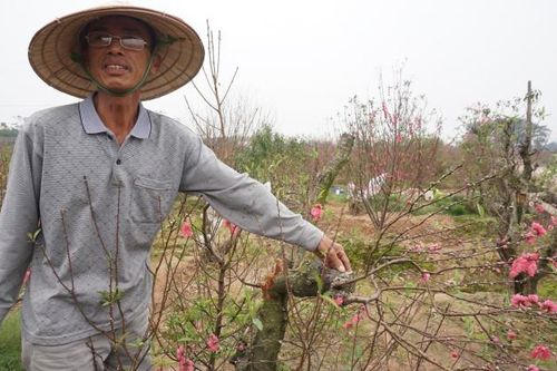 Vụ chủ vườn nghi tự tử vì bị chặt hàng trăm gốc đào: 'Ít ngày nữa là Tết rồi mà còn xảy ra cơ sự, chúng tôi ai cũng mất ăn mất ngủ'