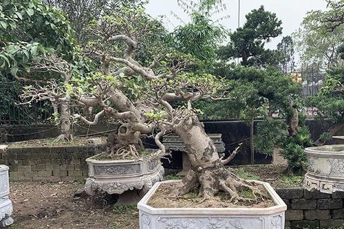 'Đại gia' chi cả trăm triệu mua cây dáng lạ về chơi Tết