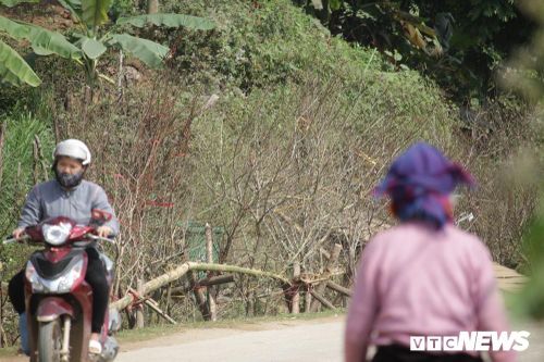 Tận diệt đào rừng phục vụ khách chơi Tết, bày bán la liệt bên quốc lộ