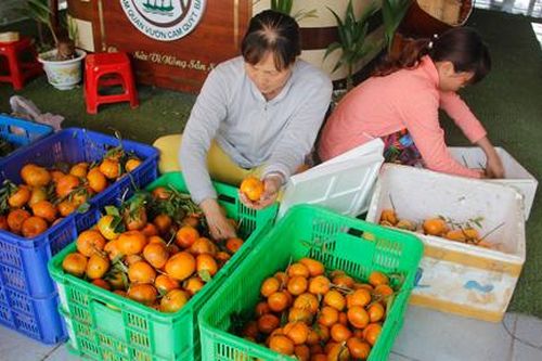 TP.HCM - Đồng Tháp 'bắt tay' sản xuất, tiêu thụ nông sản sạch