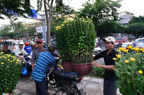 Hoa kiểng Tết giá chục triệu từ khắp nơi đổ về Sài Gòn