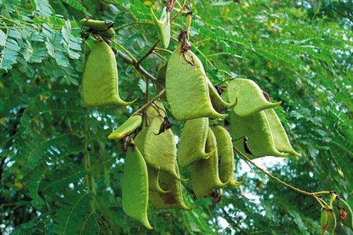 Sự thực 'choáng' loài cây trồng nhiều ở VN để... chống trộm