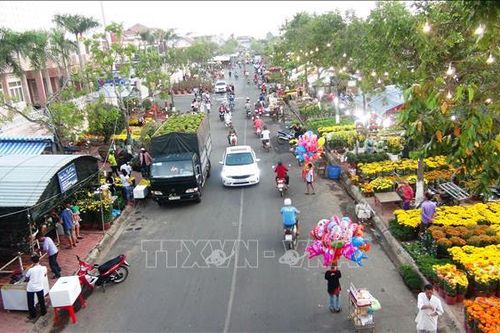 Trên 500.000 cây cảnh tại chợ hoa Xuân Kỷ Hợi 2019 ở Tây Ninh