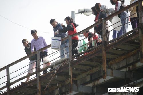 Cá chép 'đu dây' xuống sông Hồng ngày ông Công ông Táo về trời