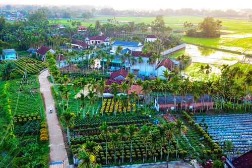 Ngắm làng hoa Tết lớn nhất miền Trung