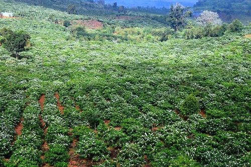 Tuyệt đẹp cà phê vào mùa hoa bung cánh