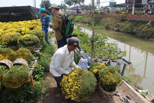 Hoa Sa Đéc rời giàn, nông dân phấn khởi vì trúng mùa, được giá