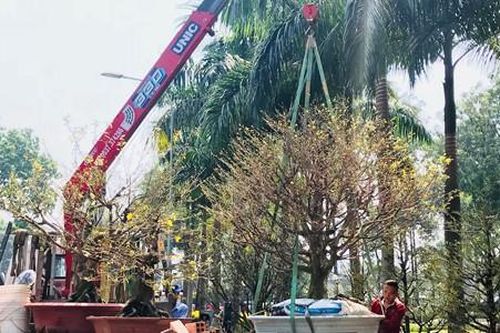 Nghề chơi mai khủng