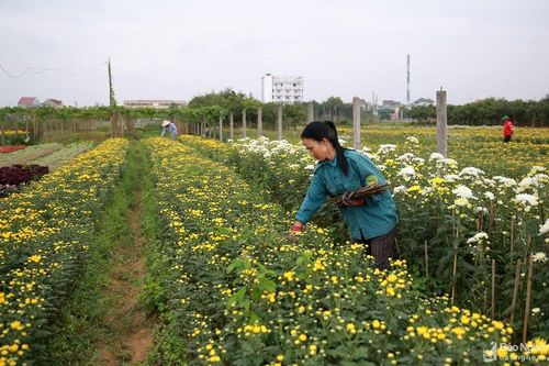 Bà con làng hoa thành phố Vinh vất vả 'cứu' vốn