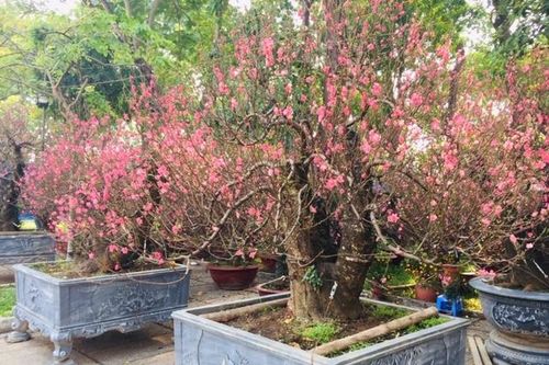 Hoa đào đất Bắc giá trăm triệu 'hút khách' TP Hồ Chí Minh