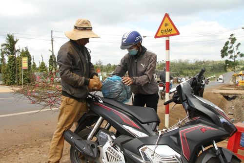 Làng đào Nhật Tân trên Tây Nguyên nhộn nhịp đón Tết