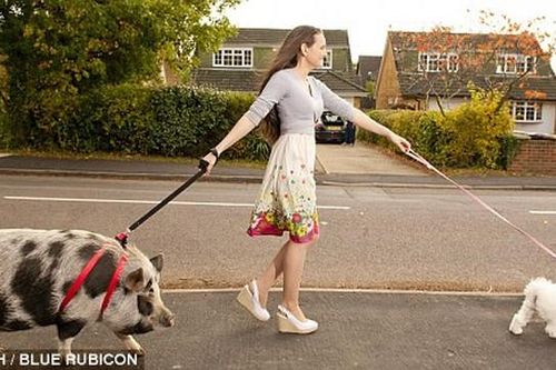 Độc lạ không ngờ: Trào lưu kỳ quái cùng với lợn