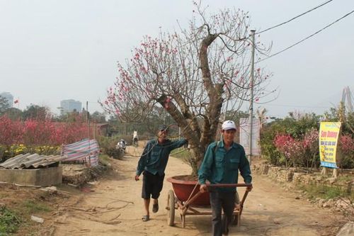 Kiếm tiền triệu mỗi ngày nhờ chở đào, bưởi Tết