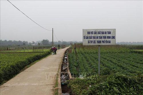 Sản xuất rau an toàn phục vụ trước và sau Tết Nguyên Đán