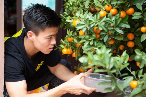 Duy Mạnh cùng gia đình chăm sóc, trang trí đào, quất trước tết Kỷ Hợi