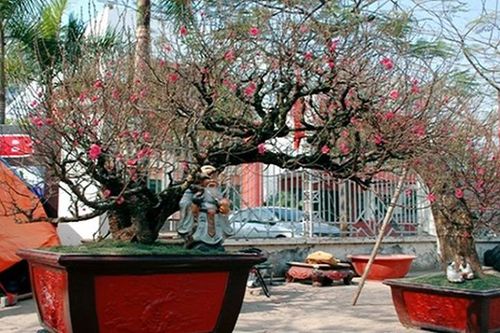 Cách chuẩn chọn hoa đào chơi Tết lâu tàn