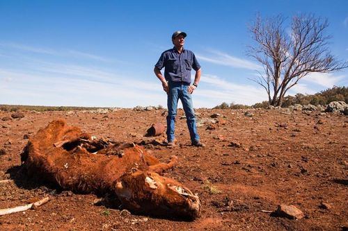 Nắng nóng kỷ lục 50 độ C, cá chết trắng mặt sông ở Australia
