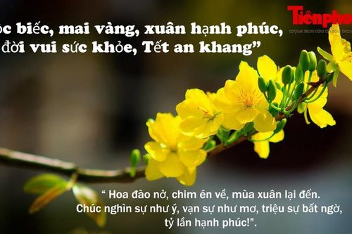 Lời chúc Tết Kỷ Hợi đem lại may mắn được chia sẻ nhiều nhất