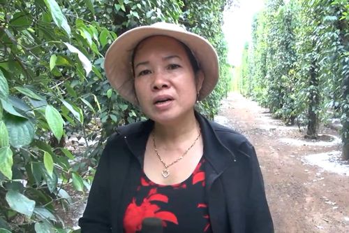 Hồ tiêu lại rớt giá thảm hại, nông dân buồn không màng mua sắm Tết