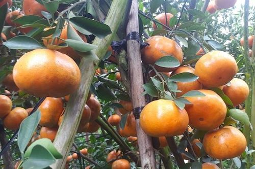 Nhà vườn miền Tây trúng giá quýt hồng