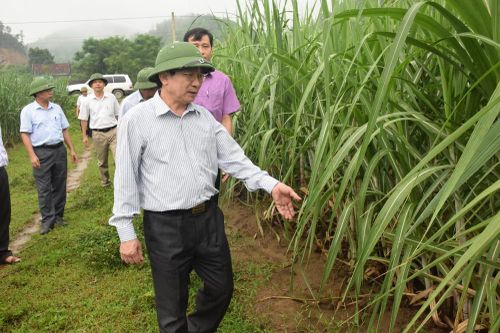 Công ty CP mía đường Sông Con: Xây dựng hàng chục cánh đồng mía mẫu lớn