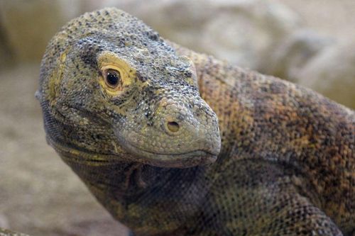 Rồng Komodo trước nguy cơ tuyệt chủng vì ngành du lịch Indonesia
