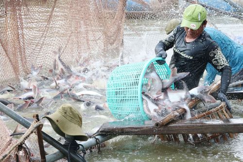 Xuất khẩu cá tra của Việt Nam hướng tới mục tiêu thu về 2,4 tỷ USD