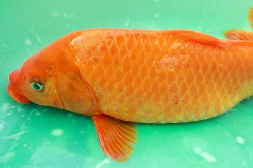 Những người mắc bệnh này không nên ăn cá chép