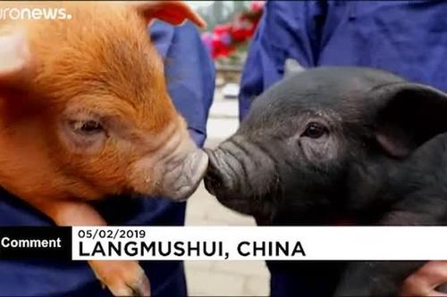 Lễ hội đua lợn mừng năm mới