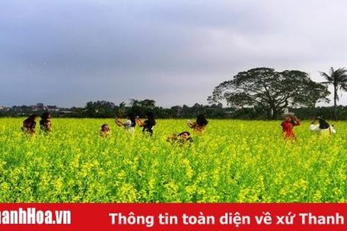 Mê mẩn cánh đồng hoa cải vàng ở xã Hoằng Long