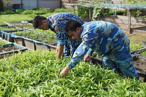Những thực phẩm tự túc của bộ đội trên quần đảo Trường Sa