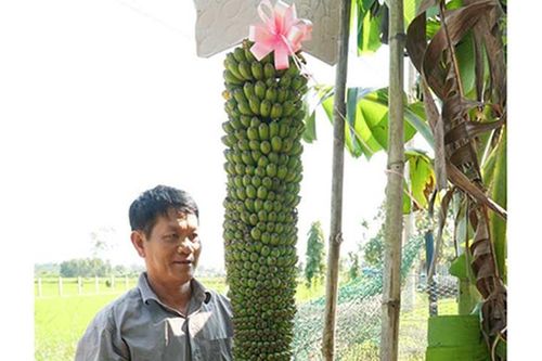 Xem buồng chuối dài 2,5m ra trăm nải vẫn 'đẻ' trái
