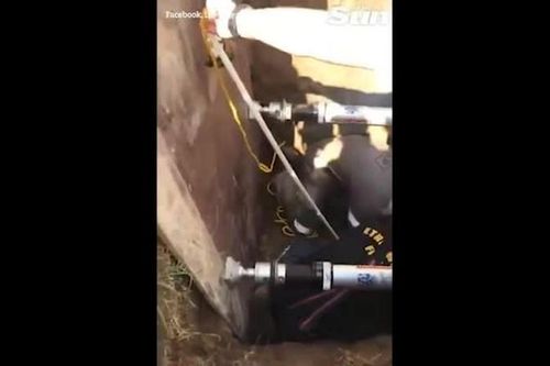 Nghe âm thanh lạ dưới nắp cống, phát hiện điều kinh ngạc