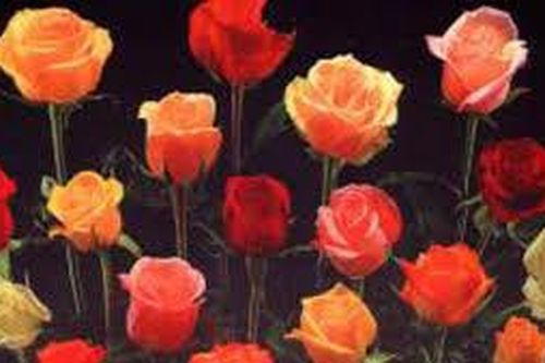 Nếu chưa kịp chuẩn bị quà, đừng lo lắng, một năm có đến 3 ngày Valentine!