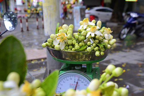 'Làm giàu không khó' nhờ bán hoa bưởi dạo khi gần 300.000 đồng/kg vẫn 'cháy hàng'