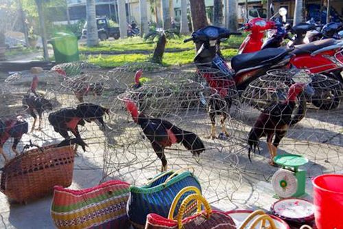 Hàng chục cảnh sát đột kích trường gà quy mô lớn dịp Tết