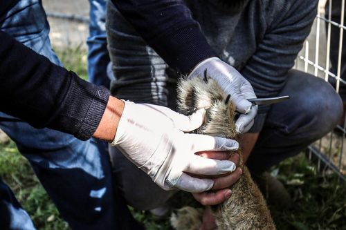 Tranh cãi việc rút móng sư tử con trong sở thú để khách chơi đùa