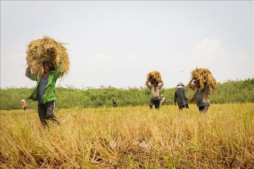 Lúa gạo đồng bằng sông Cửu Long rớt giá mạnh
