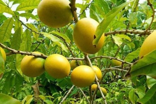 Niềm vui từ những trái vú sữa hoàng kim