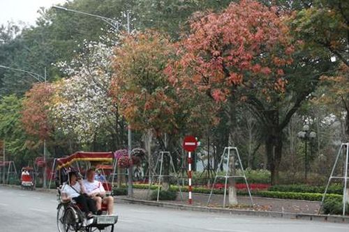 Hà Nội: mùa cây thay lá xuống phố