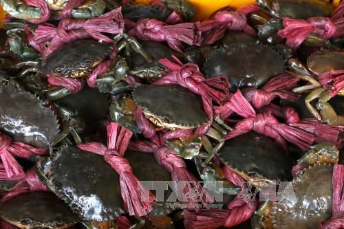 Giá cua biển tăng mạnh, cung không đủ cầu