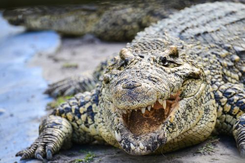 Cá sấu sông Nile và 7 loài động vật đáng sợ nhất khi đến châu Phi